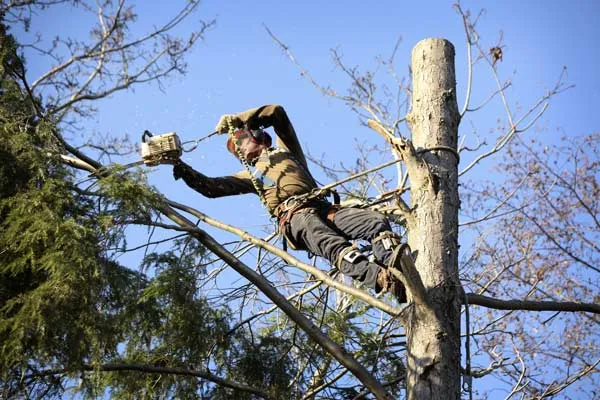 Abattre un arbre qui penche dangereusement, chenevex, Monsieur Hugo Tardy