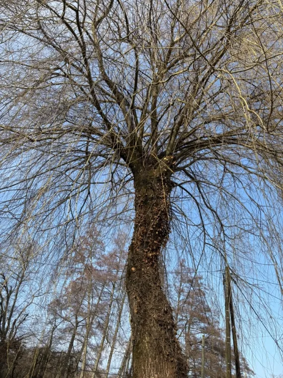 Votre spécialiste en élagage est intervenue à Divonne pour tailler un magnifique Saule Pleureur., Échenevex, Monsieur Hugo Tardy