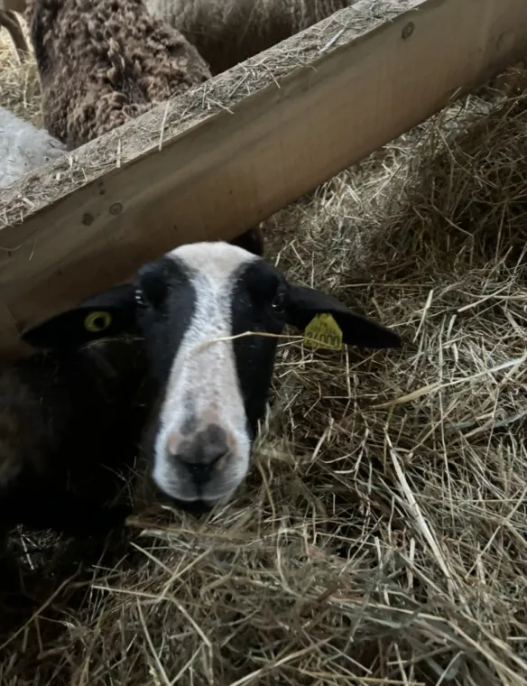 Star, une des brebis 
