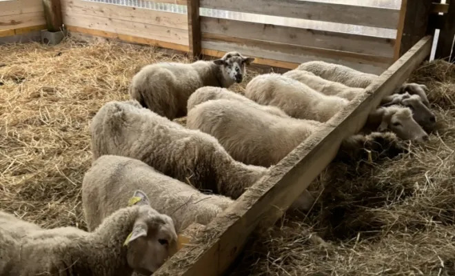Retour à la bergerie pour les moutons., Échenevex, Monsieur Hugo Tardy
