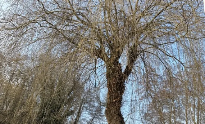 Votre spécialiste en élagage est intervenue à Divonne pour tailler un magnifique Saule Pleureur., Échenevex, Monsieur Hugo Tardy
