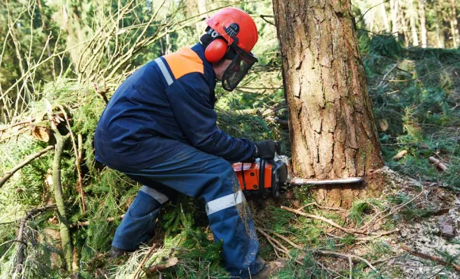 Élagage d’arbres, chenevex, Monsieur Hugo Tardy