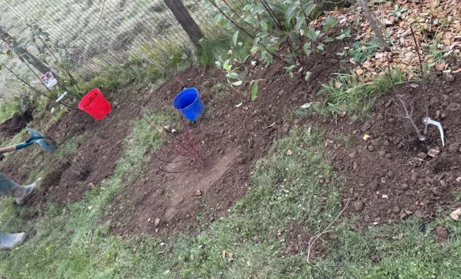 Plantation de haie à Divonne., Échenevex, Monsieur Hugo Tardy