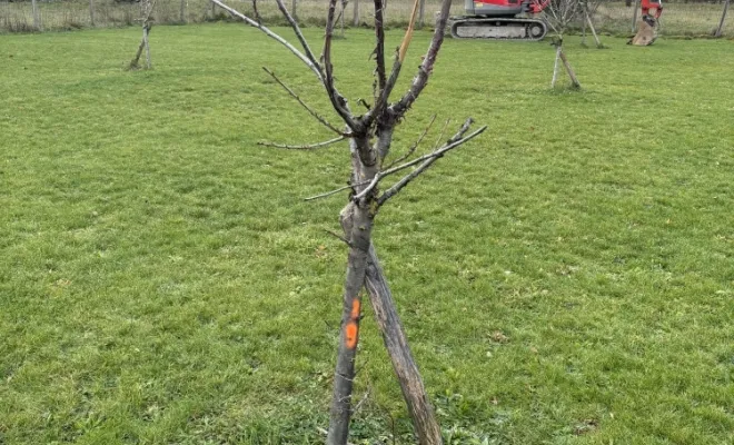 Plantation de haie à Divonne., Échenevex, Monsieur Hugo Tardy
